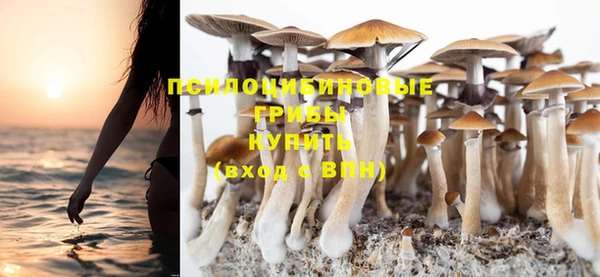 индика Новозыбков