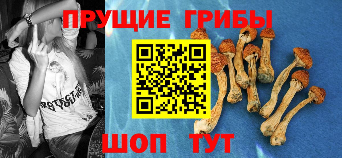 Галлюциногенные грибы Cubensis  закладки  Железногорск 